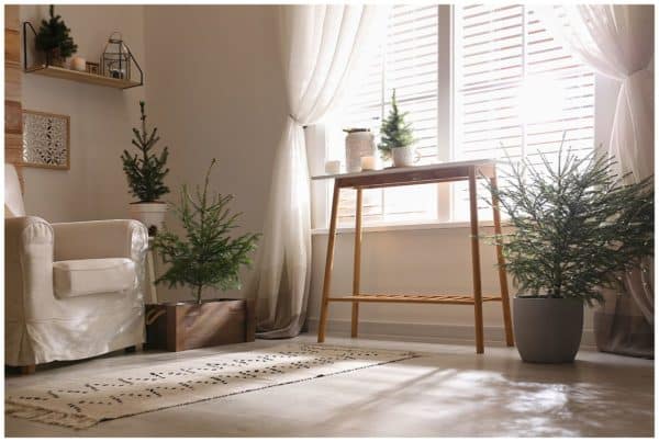 Popular House Plants for Your Home | WPL Interior Design