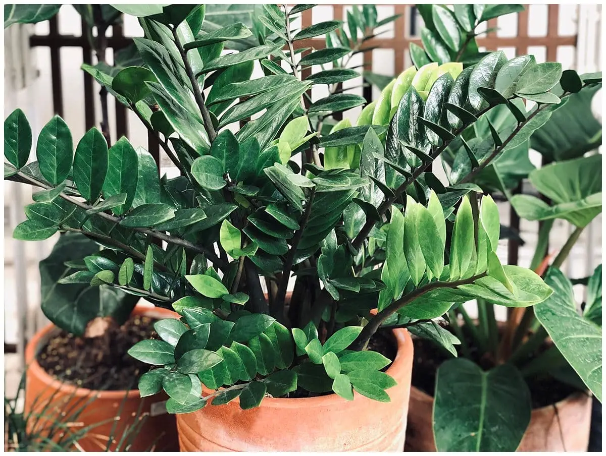 Popular House Plants for Your Home | WPL Interior Design