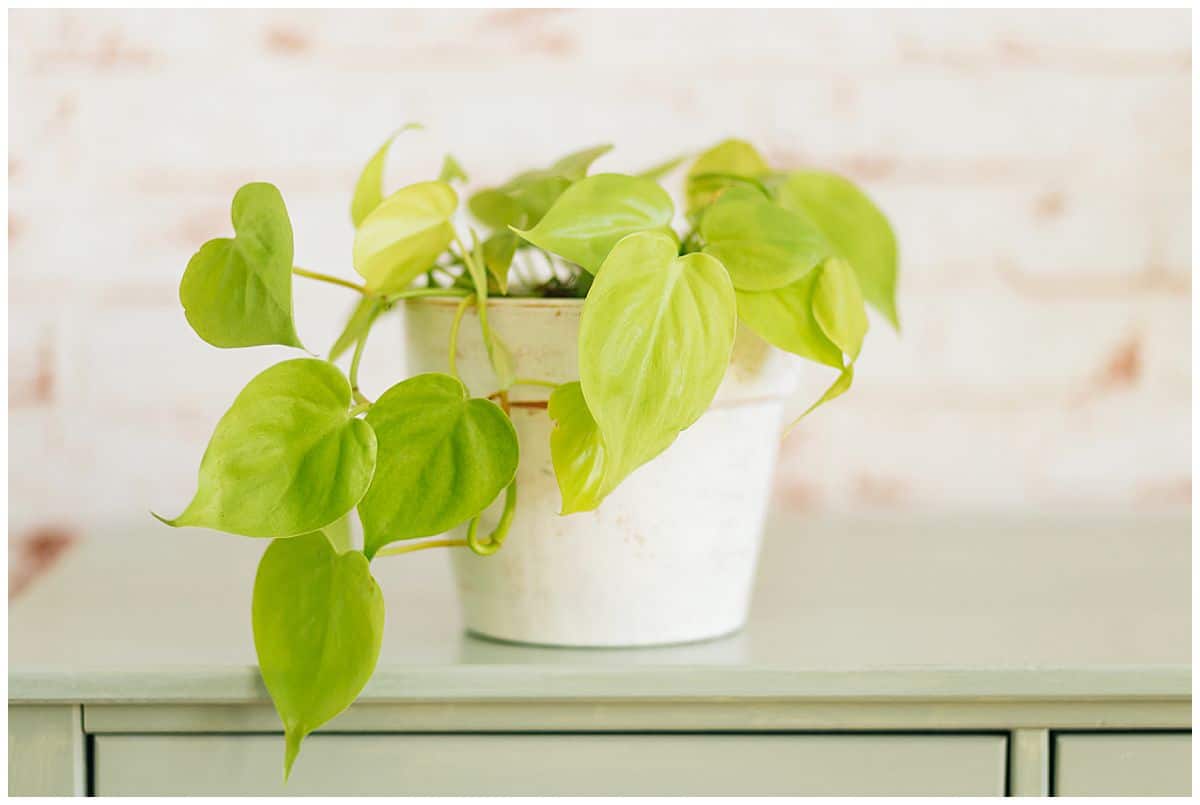 Popular House Plants for Your Home | WPL Interior Design